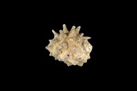 藏品(白齒岩螺)的圖片